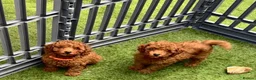 Toy Poodle dogs for sale: KC Registered Red Toy Poodle Boys  - Advert 5