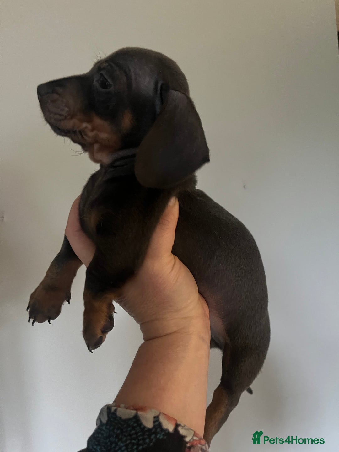 Miniature Dachshund dogs for sale: 💞Ready now Miniature dachshund 💞 - Advert 6