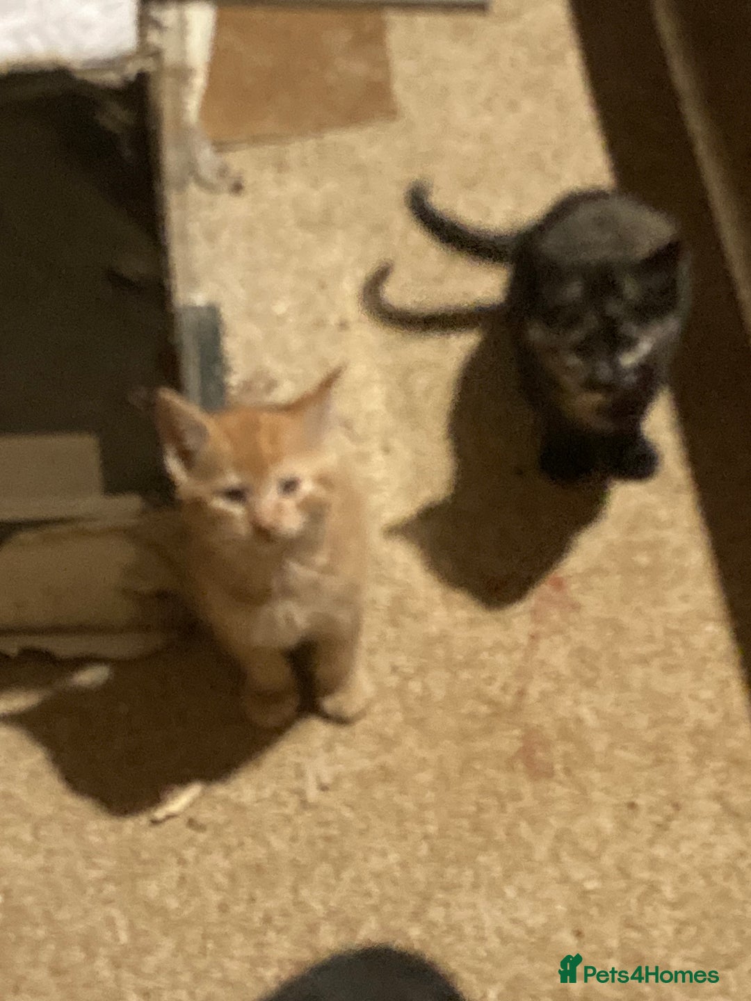 Mixed Breed cats for sale: Playful kittens for sale - Image 3