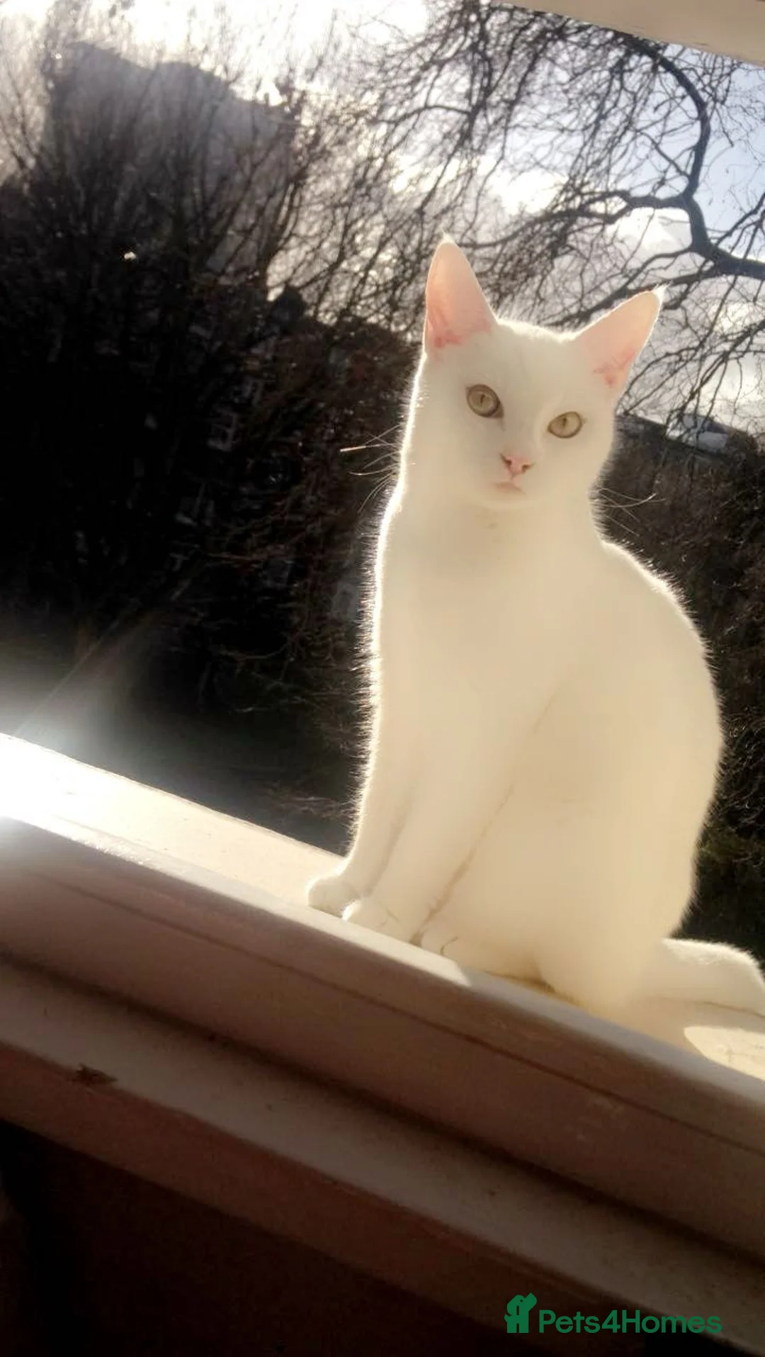 Mixed Breed cats for sale: Male kitten black and white in London - Advert 1