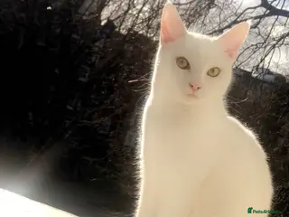 Mixed Breed cats Male kitten black and white in London - Advert 2