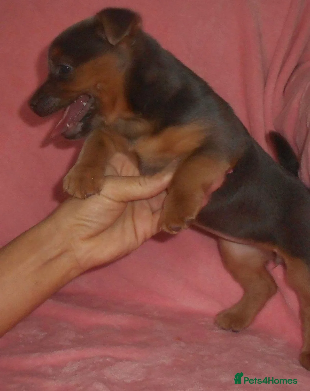 Jack Russell dogs for sale: Beautiful Jack Russell puppy’s  in Kidderminster - Advert 7