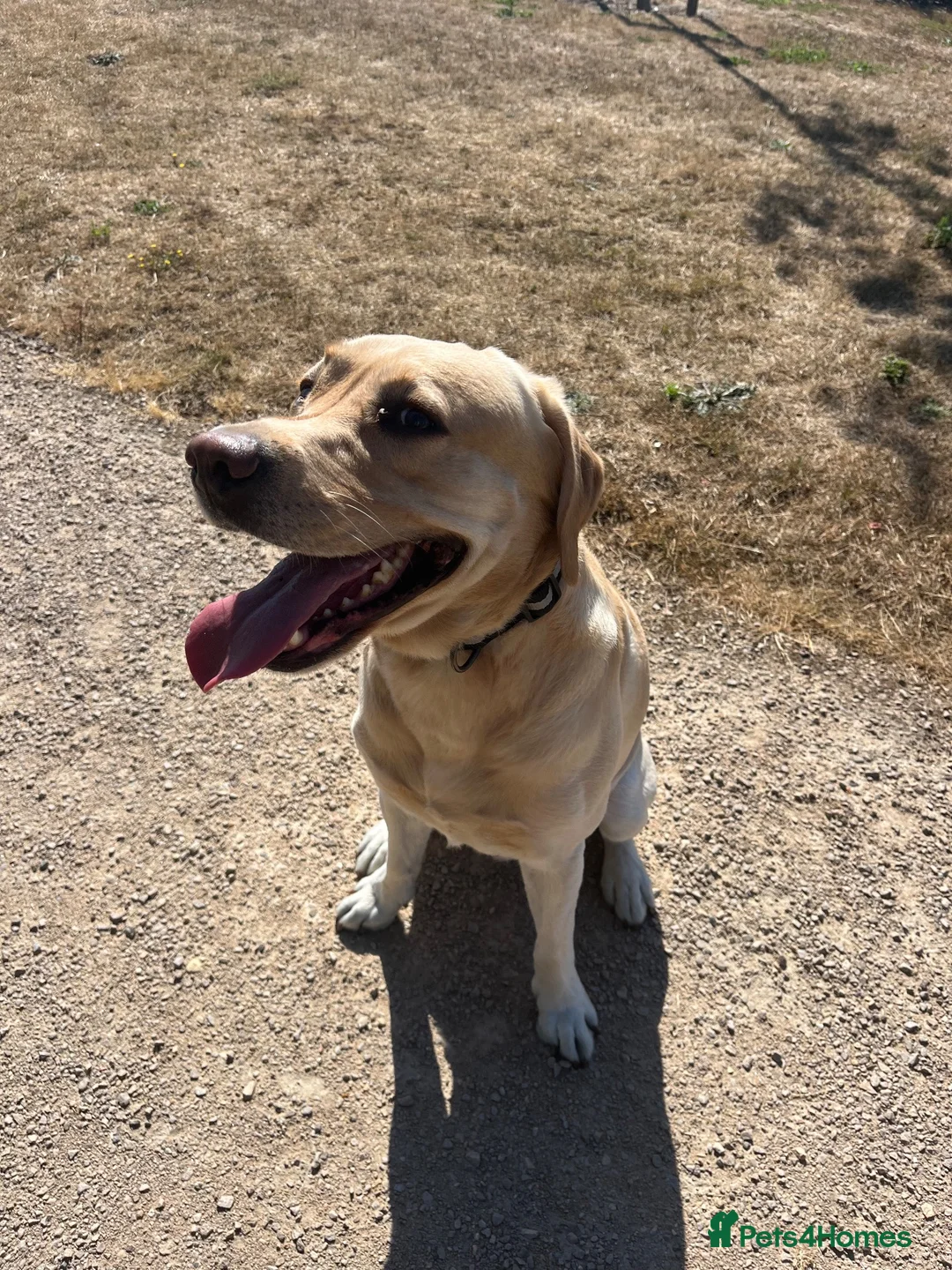 Labrador Retriever dogs for sale: beautiful golden labrador - Advert 5
