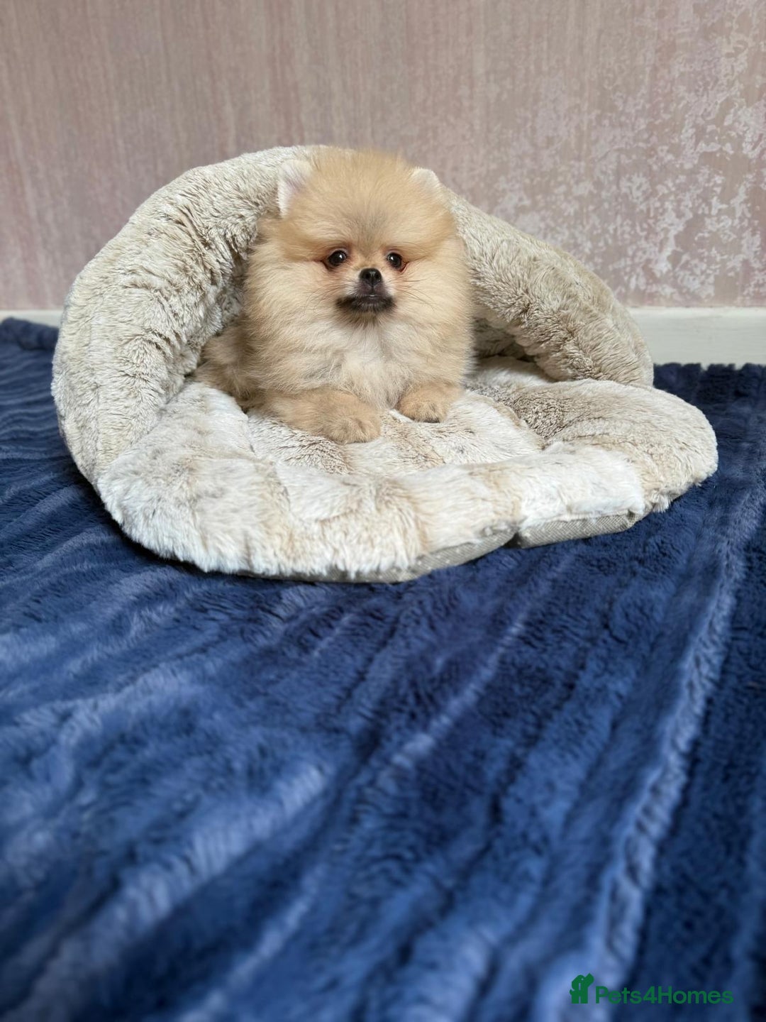 Pomeranian dogs for sale: Luxurious Tiny Pomeranian - 900g/11 weeks old - Image 20