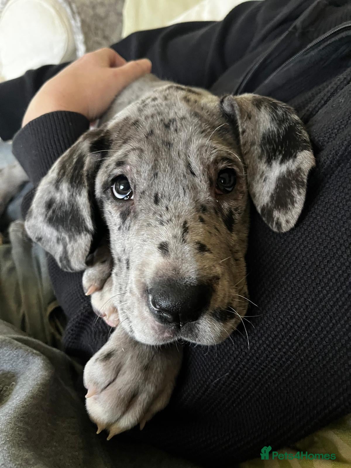 Great Dane dogs GREATEST DANE PUPS - KC Reg  - Advert 3