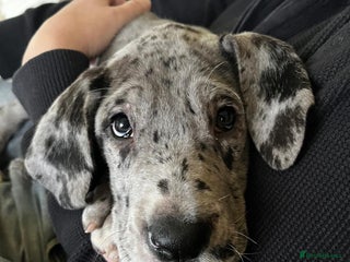 Great Dane dogs GREATEST DANE PUPS - KC Reg - Advert 14
