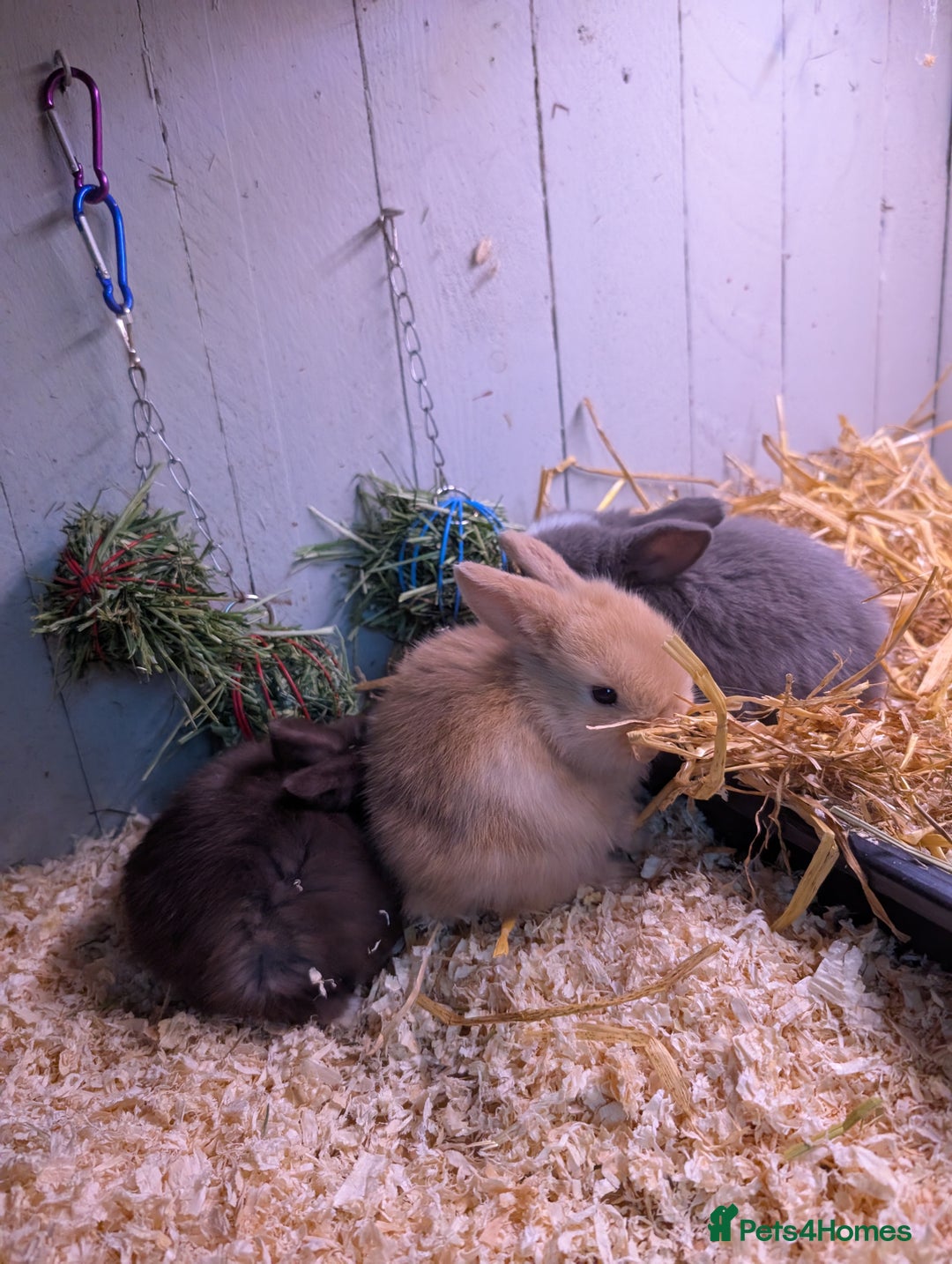 Mini Lop rabbits for sale: ❤️🐰Mini lop bunnies🐰❤️ - Image 13