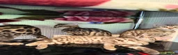 Bengal cats for sale: TICA, GCCF Champion Bloodline Bengal Kittens in London - Advert 16