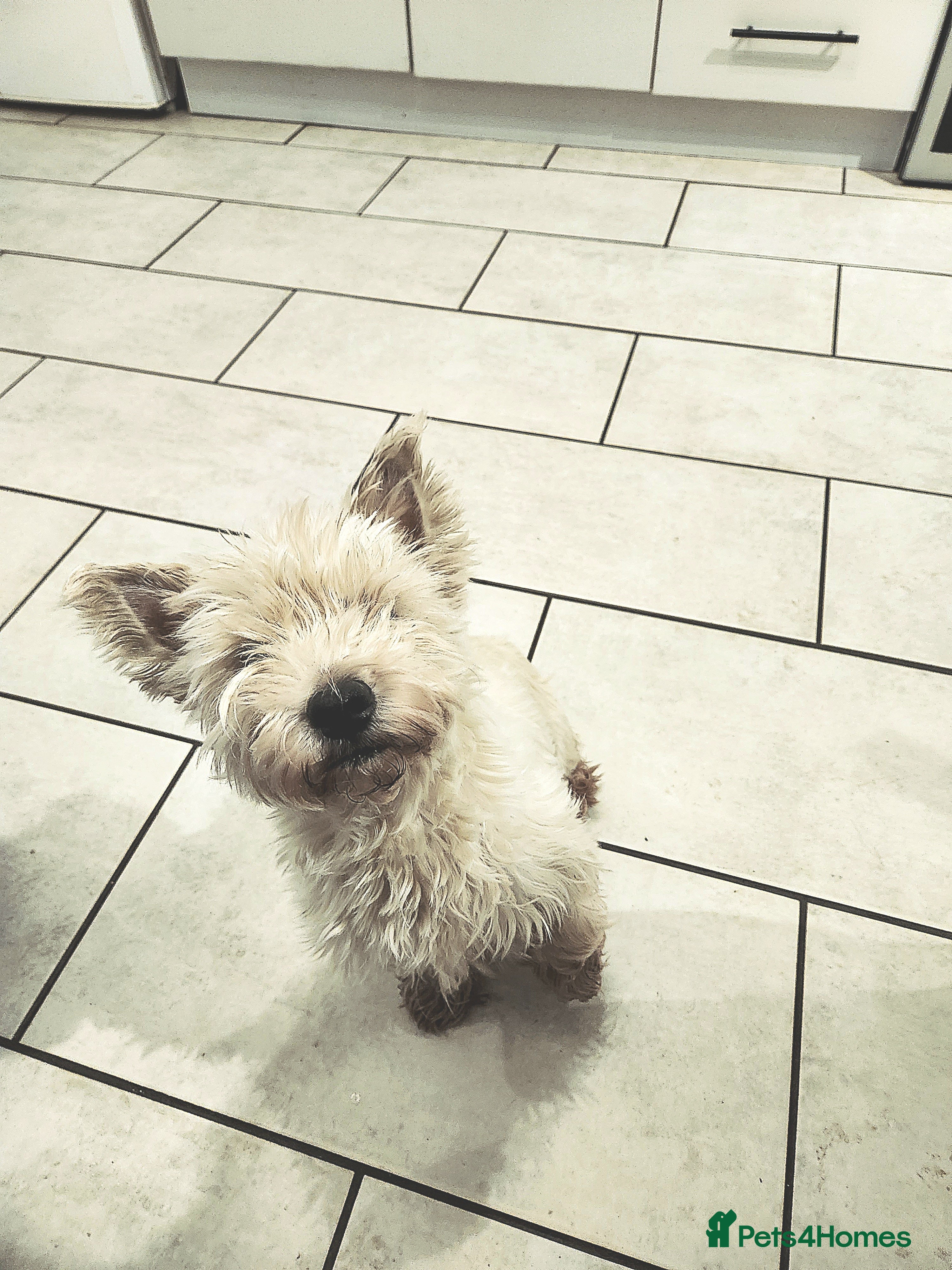 West Highland Terrier dogs West Highland White Terrier puppies - Advert 1