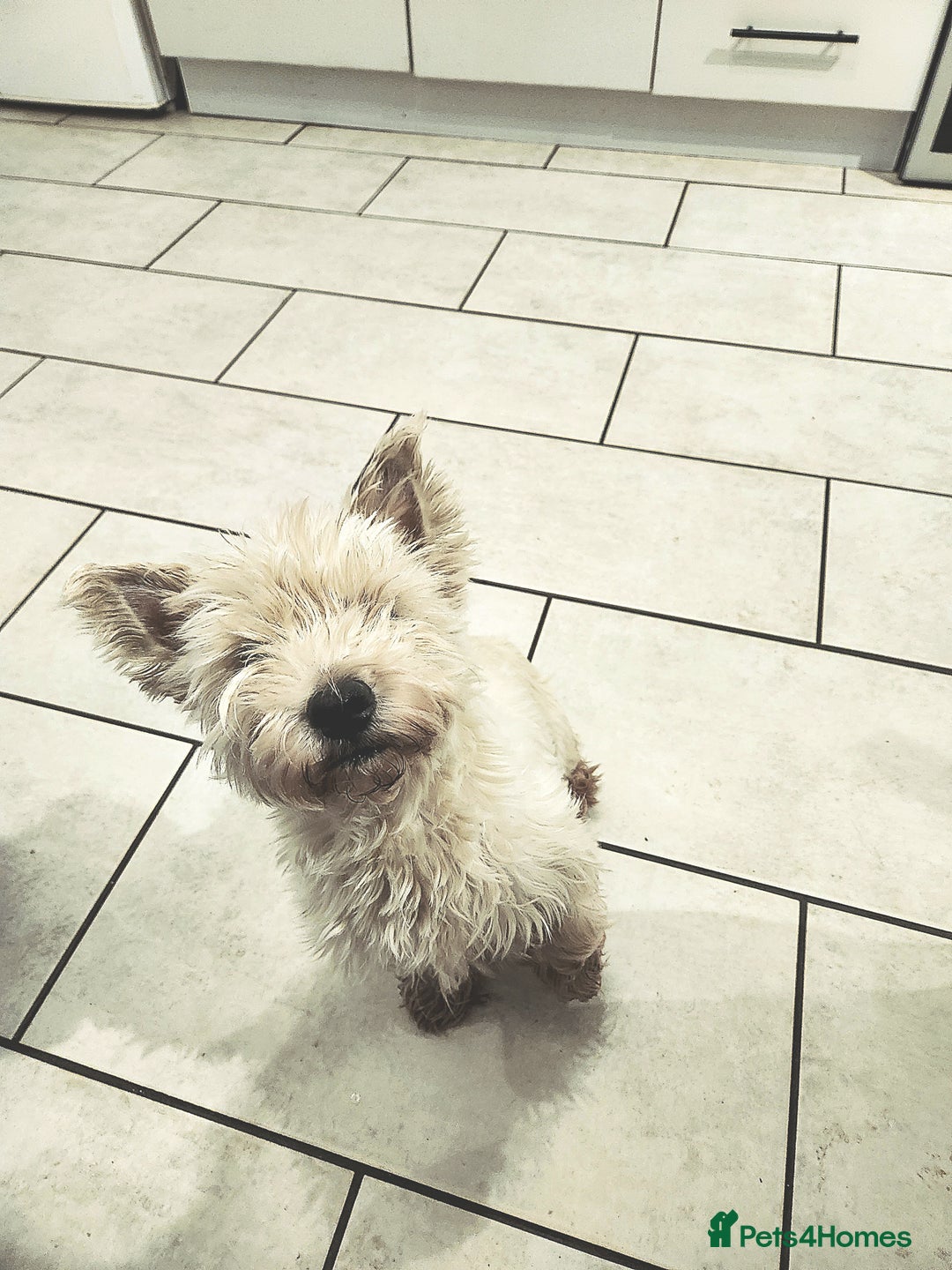 West Highland Terrier dogs for sale: West Highland White Terrier puppies - Advert 1