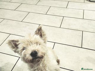 West Highland Terrier dogs West Highland White Terrier puppies - Advert 1