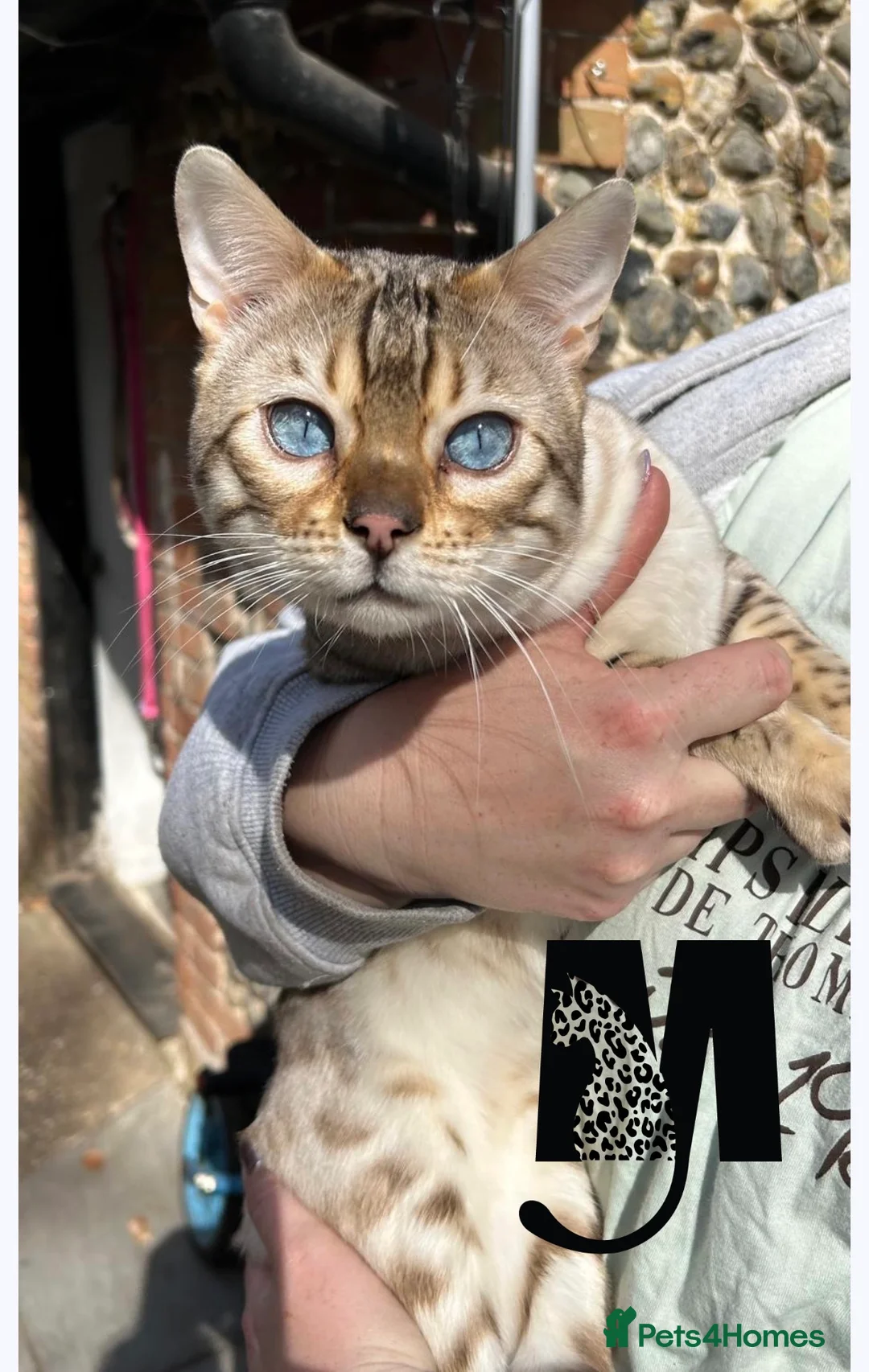 Bengal cats for stud: TICA Seal Lynx Snow Blue Eyed Bengal Stud in Thetford - Advert 2