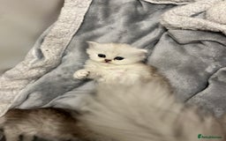 Persian cats for sale: Persian kittens - Image 8