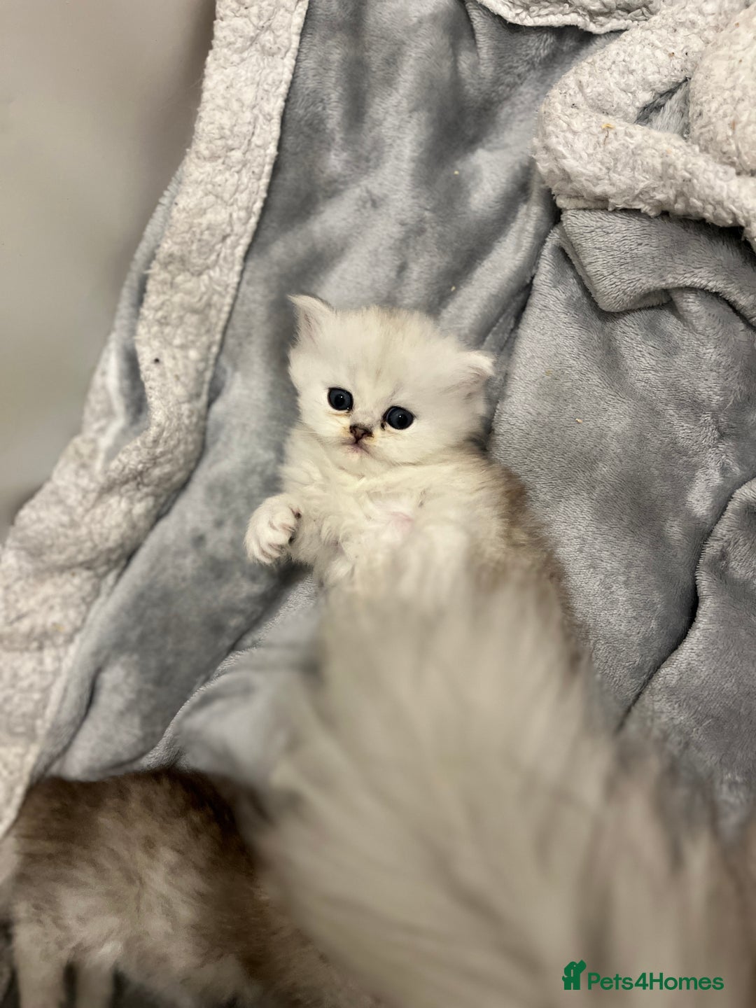 Persian cats for sale: Persian kittens - Image 8