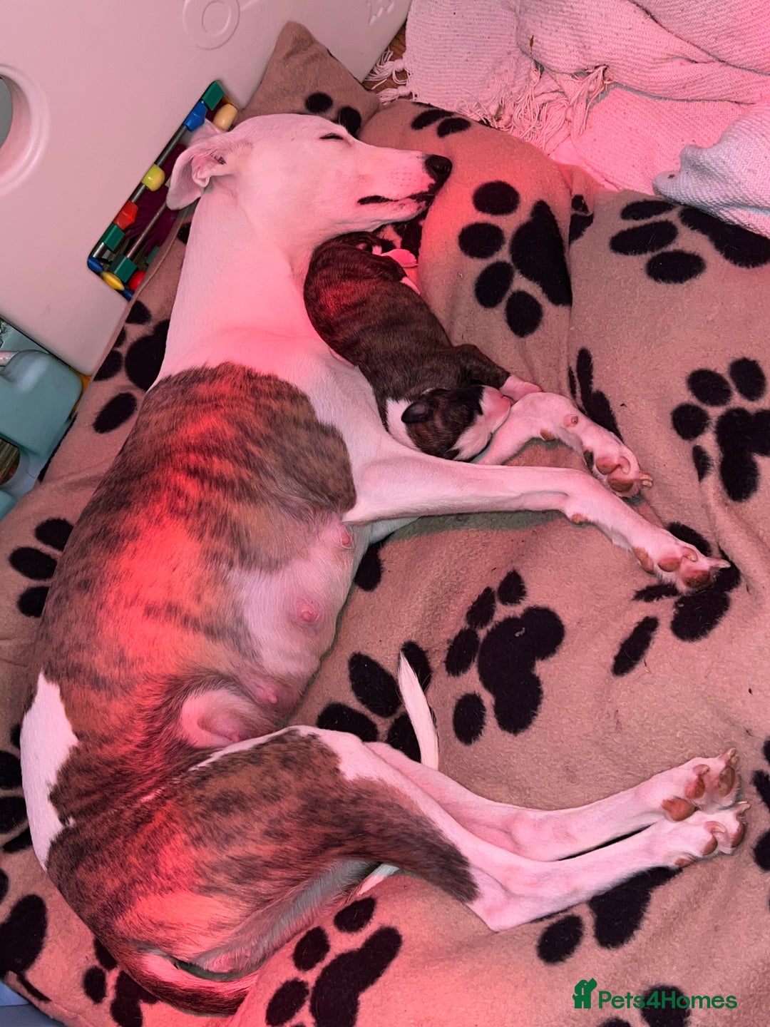 Whippet dogs for sale: Whippet Pups For Sale - Image 8