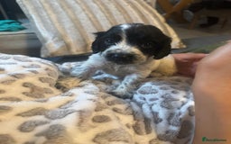 English Springer Spaniel dogs for sale: Beautiful springer spaniel puppies  - Image 1