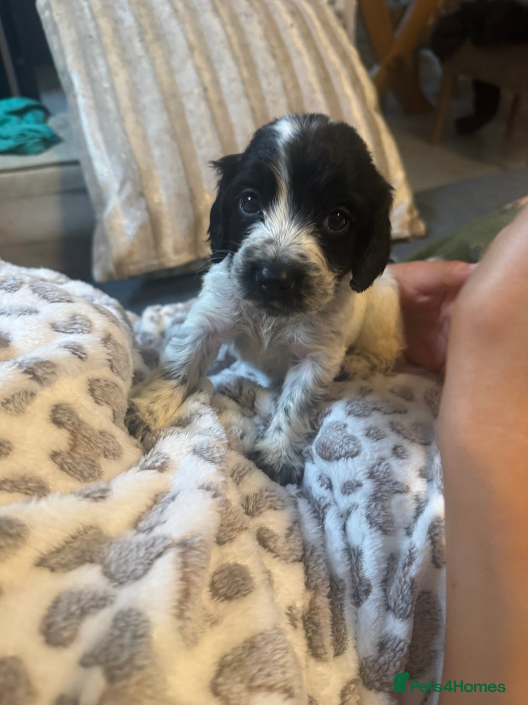 English Springer Spaniel dogs for sale: Beautiful springer spaniel puppies  - Image 1