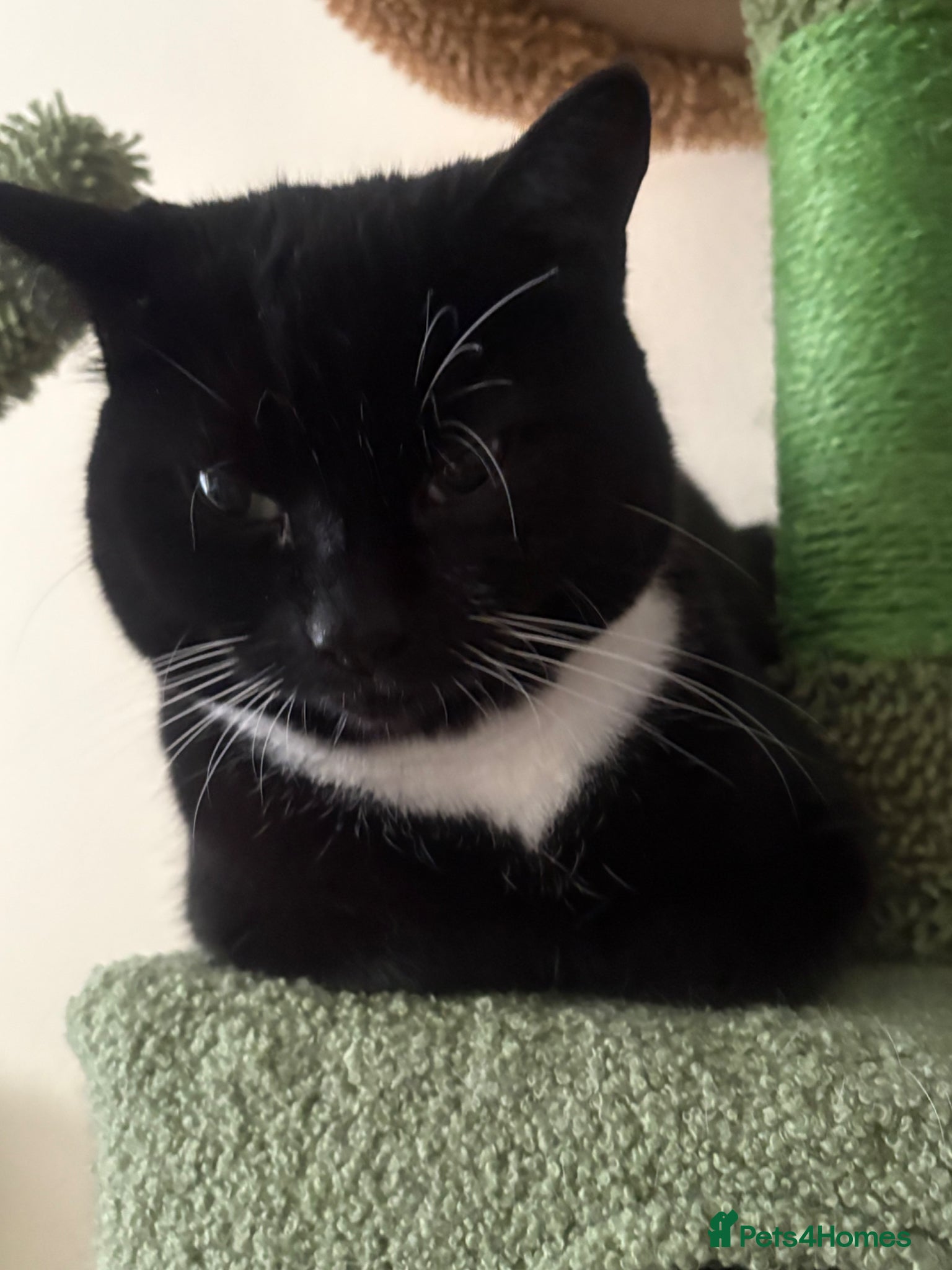 British Shorthair cats for sale: Male cat - Advert 3