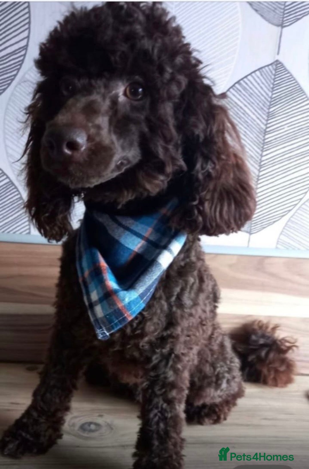 Poodle dogs for sale: 1 boy full breed poodle  - Advert 3