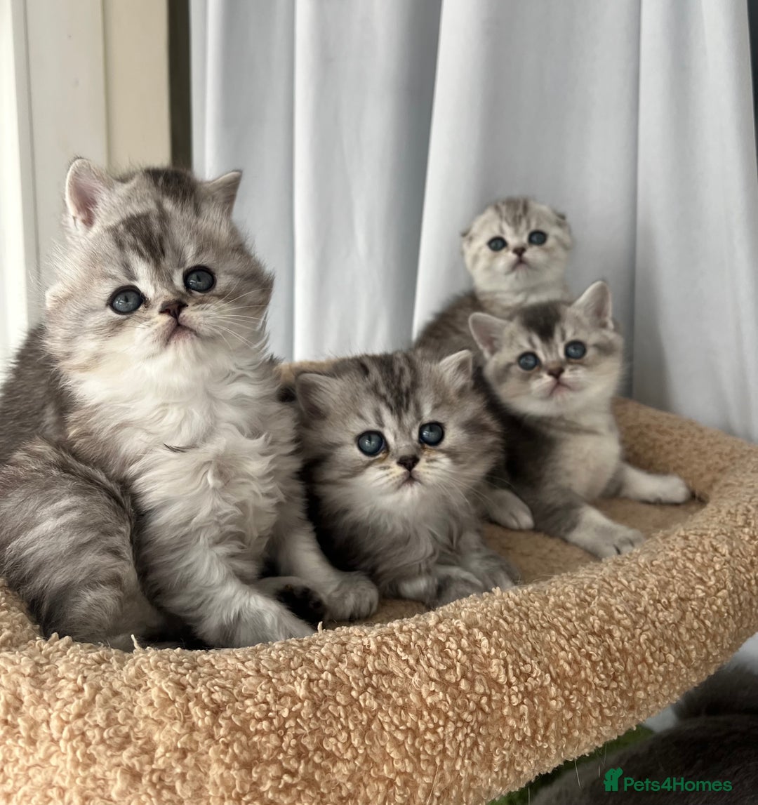 Scottish Fold cats for sale: Adorable Scottish Fold Kittens  - Image 13