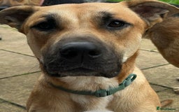 Mixed Breed dogs for sale: German shepherd/Belguim malonoi - Image 5