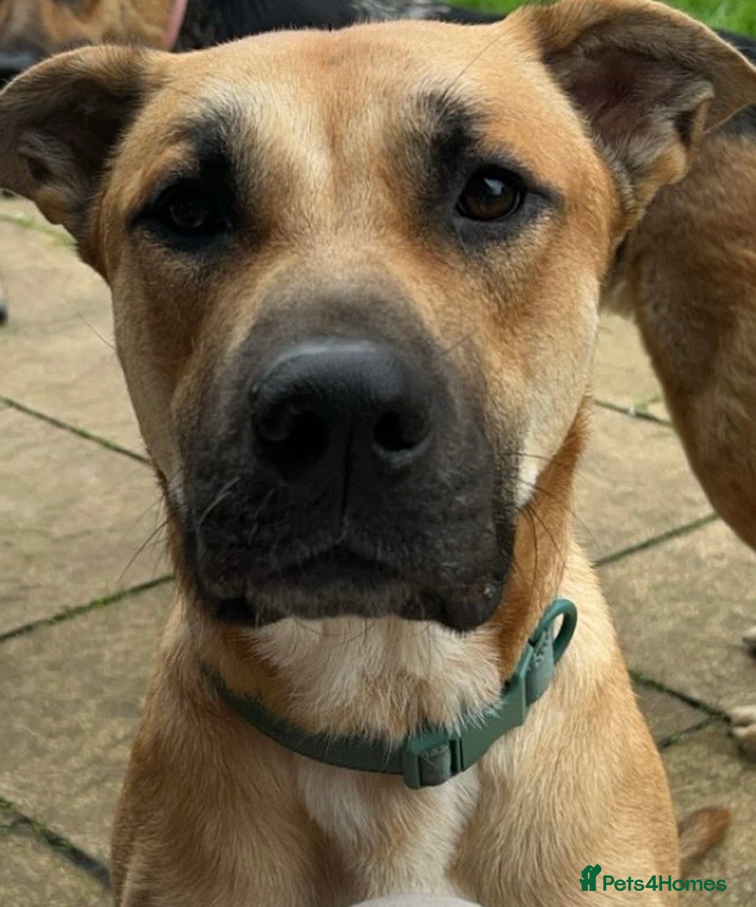Mixed Breed dogs for sale: German shepherd/Belguim malonoi - Image 5