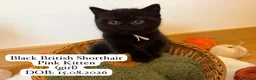 British Shorthair cats for sale: 3 Beautiful Autumn Coloured Kittens🤎🍂 - Advert 14