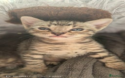 Bengal cats for sale: Silver Bengal kitten for sale  - Advert 11