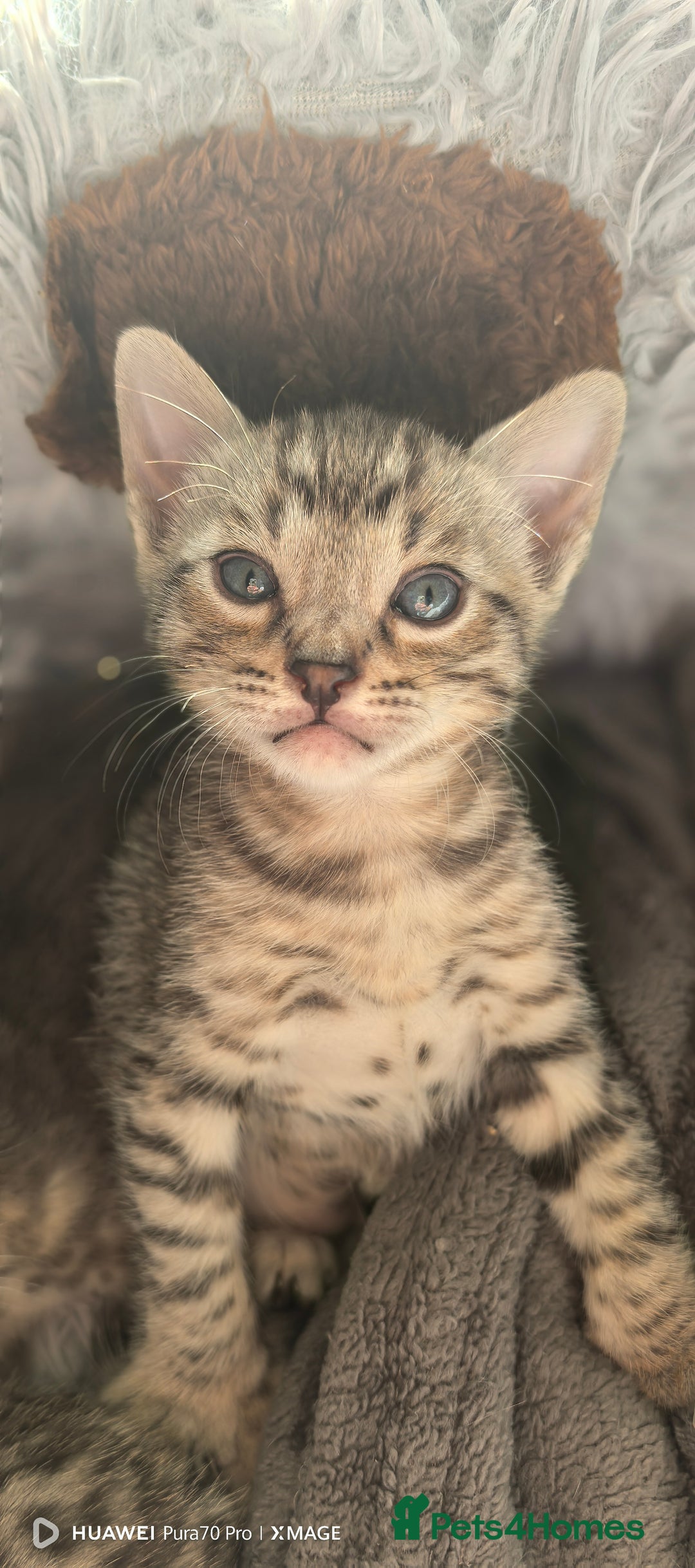 Bengal cats for sale: Silver Bengal kitten for sale  - Advert 11