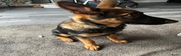 German Shepherd dogs for sale: Milo - 6 month old German shepherd  - Advert 2