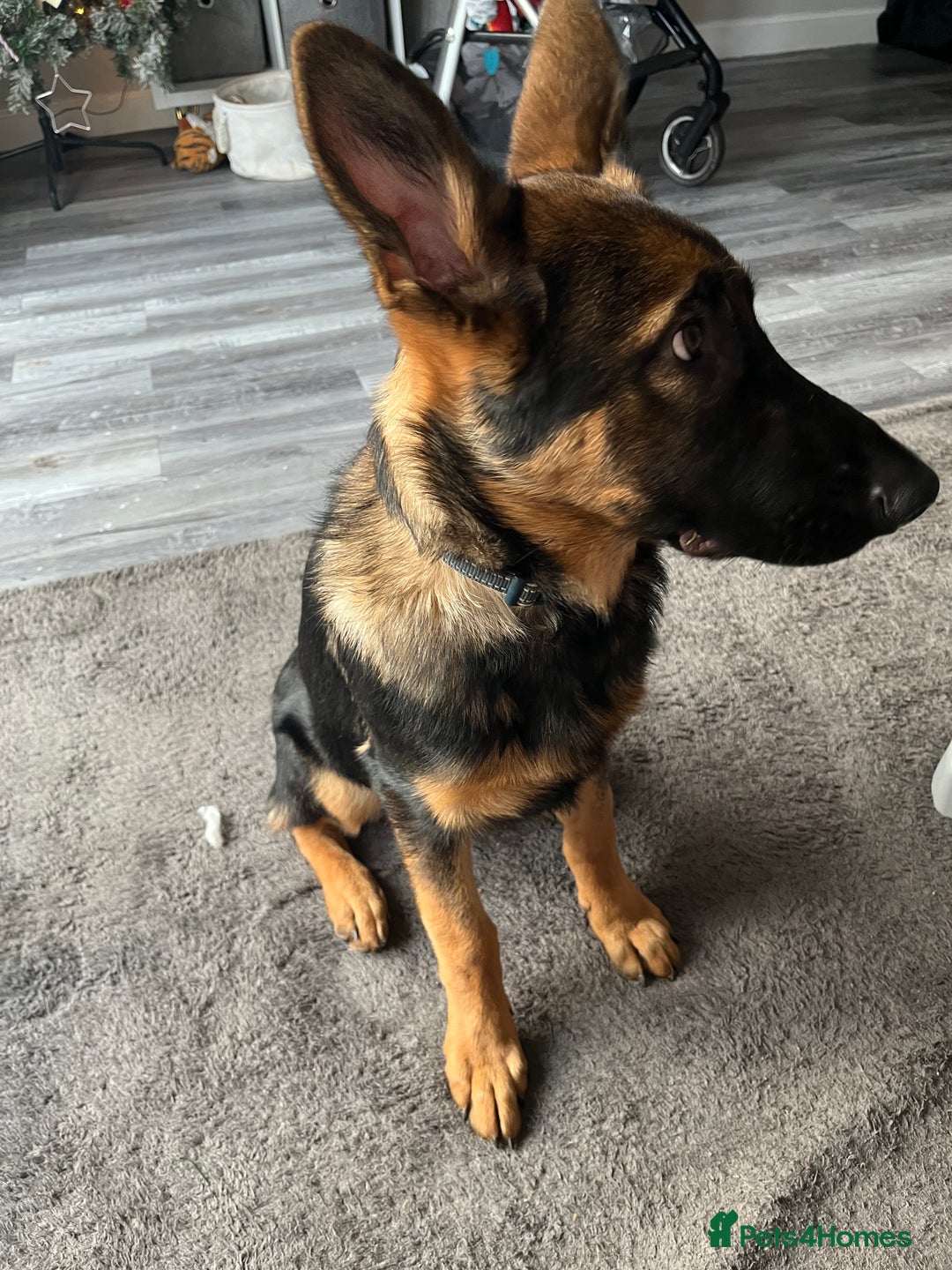 German Shepherd dogs for sale: Milo - 6 month old German shepherd  - Advert 2
