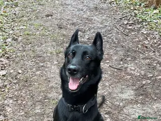 Belgian Shepherd Dog dogs Belgium malinois - Advert 1