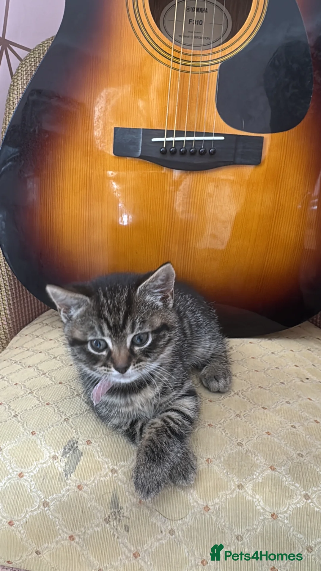 Mixed Breed cats for sale: Adorable Kittens Looking for Their Forever Home - Advert 2