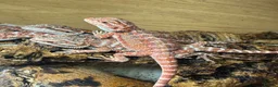 Bearded Dragon reptiles for sale: 💥💥💥Baby Dragons! WEEKEND SPECIAL £150 💥💥💥 - Advert 32