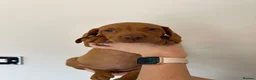 Hungarian Vizsla dogs for sale: EXCEPTIONAL HUNGARIAN VIZSLA PUPPIES - Advert 33