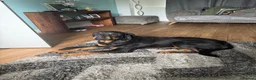 Rottweiler dogs for sale: Tess Needs A Home - Advert 2