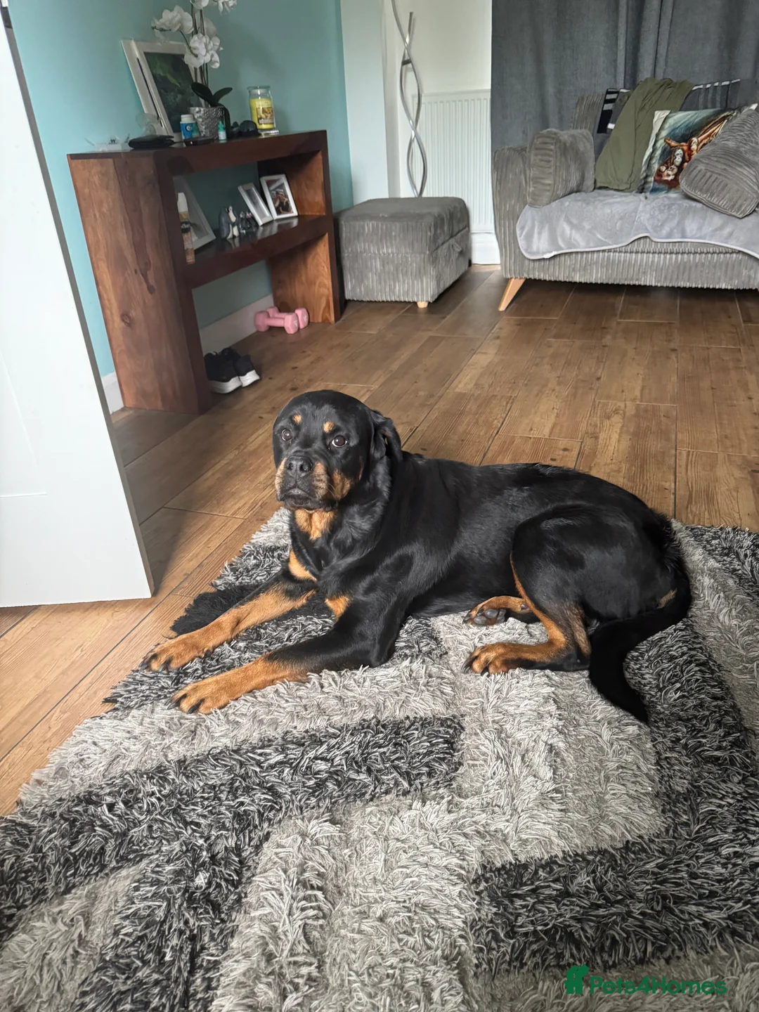 Rottweiler dogs for sale: Tess Needs A Home - Advert 2