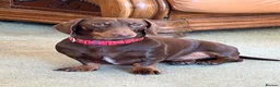 Miniature Dachshund dogs for stud: Benji~ 18 month old Dachshund Male Stud  in Carmarthen - Advert 3