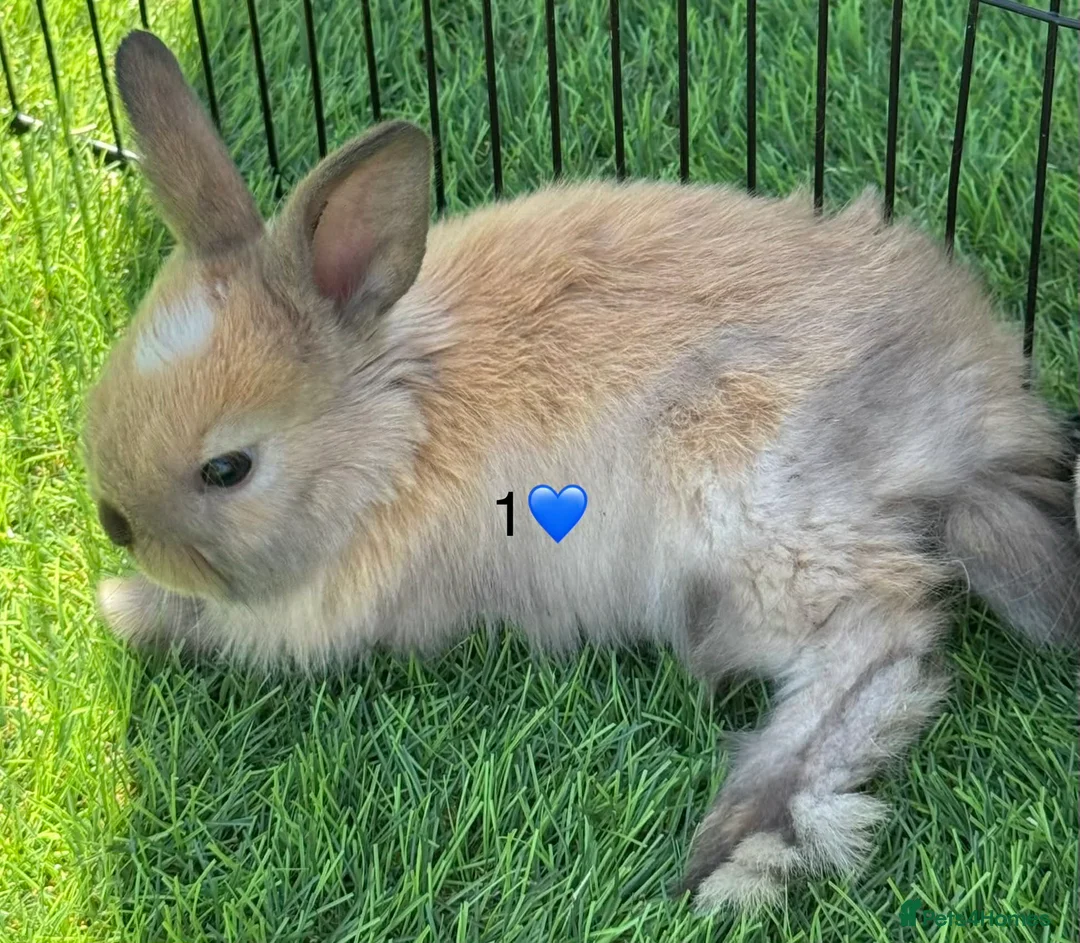 Mini Lop rabbits for sale: Mini lops - Advert 7