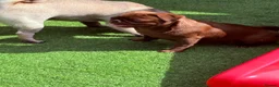 Pug dogs for sale: Solid chocolate pug female  - Advert 6
