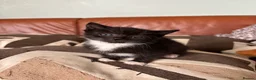 Mixed Breed cats for sale: 7 black and white kittens looking for forever home - Advert 9