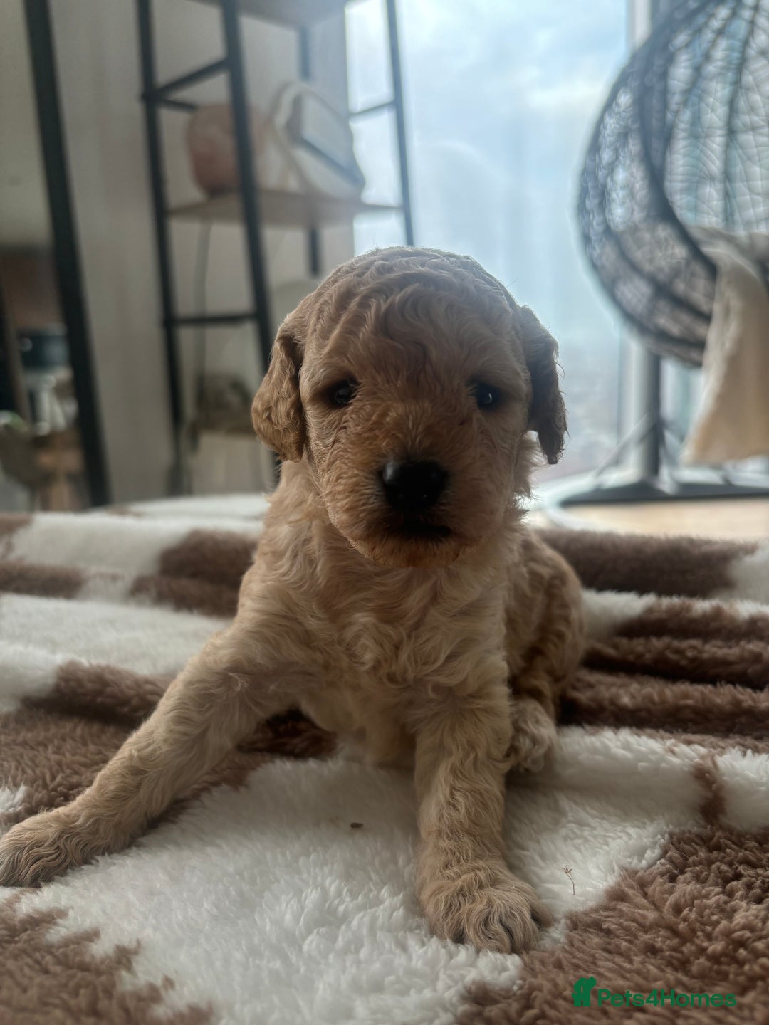 Cockapoo dogs for sale: 🎀 FLUFFY COCKAPOO PUPPIES - LAST TWO REMAINING🎀 - Advert 13
