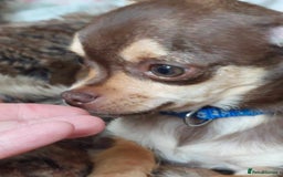 Chihuahua dogs for stud: KC SMOOTH COAT CHIHUAHUA  OPEN  AT STUD 💙 in Doncaster - Image 7