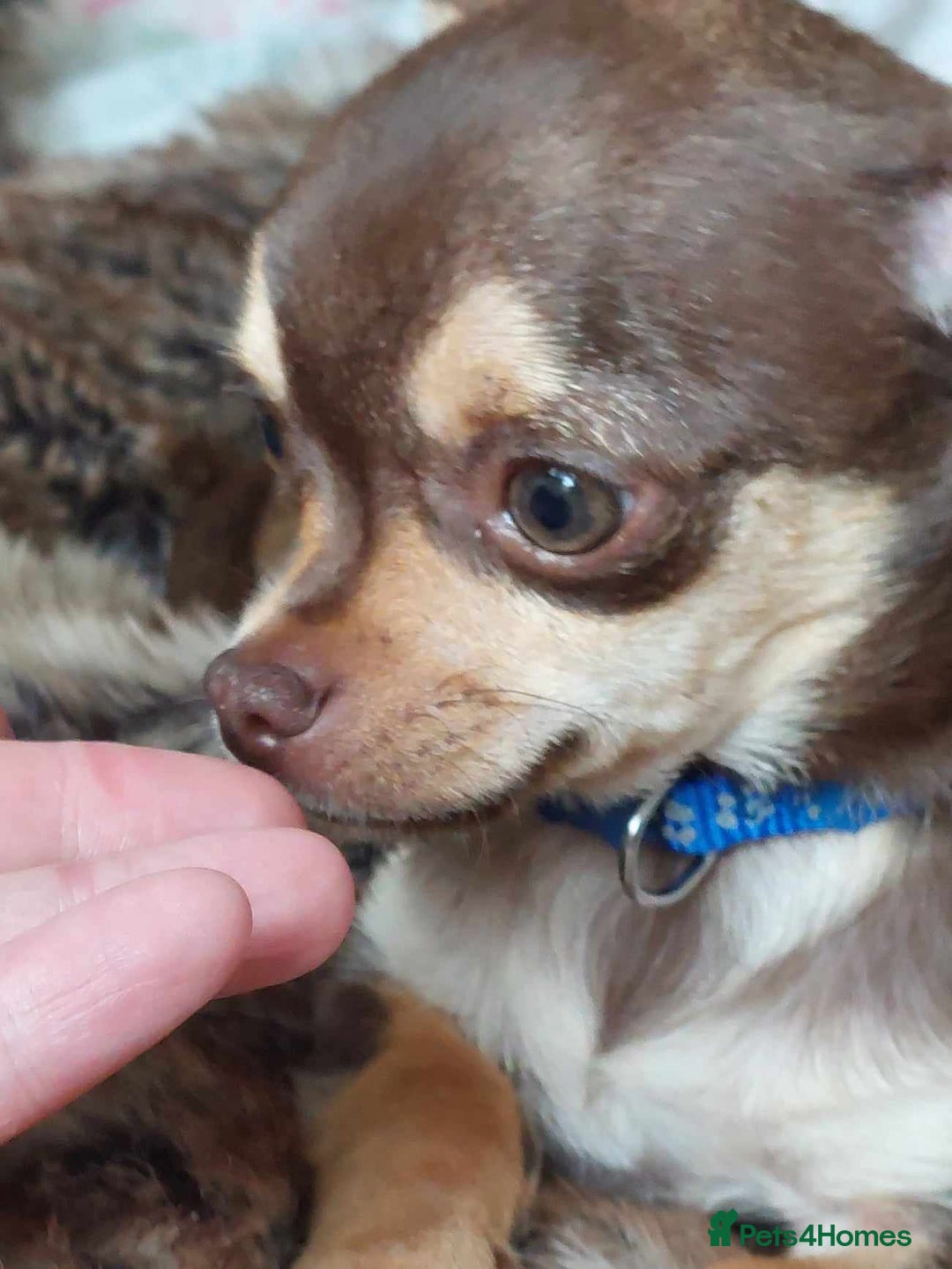 Chihuahua dogs for stud: KC SMOOTH COAT CHIHUAHUA  OPEN  AT STUD 💙 in Doncaster - Image 7