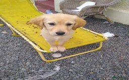 Golden Retriever dogs for sale: Wonderful,playful ,adventurous happy little furs😍 - Image 11