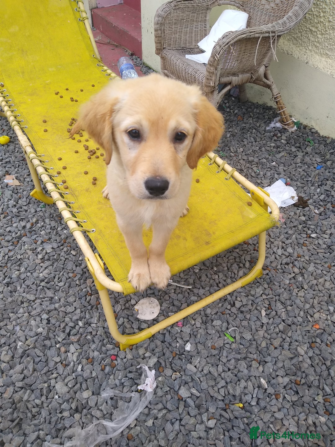 Golden Retriever dogs for sale: Wonderful,playful ,adventurous happy little furs😍 - Image 11