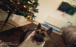 Akita dogs for sale: Gorgeous friendly girl needs new home  - Image 4