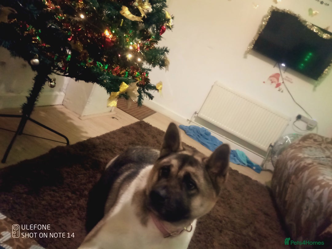 Akita dogs for sale: Gorgeous friendly girl needs new home  - Image 4