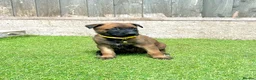 Belgian Shepherd Dog dogs for sale: KC Belgian Malinois Puppys for sale - Advert 20
