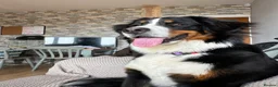 Bernese Mountain Dog dogs for sale: Kiara 11 month old Female Bernese Mountain Dog - Advert 5
